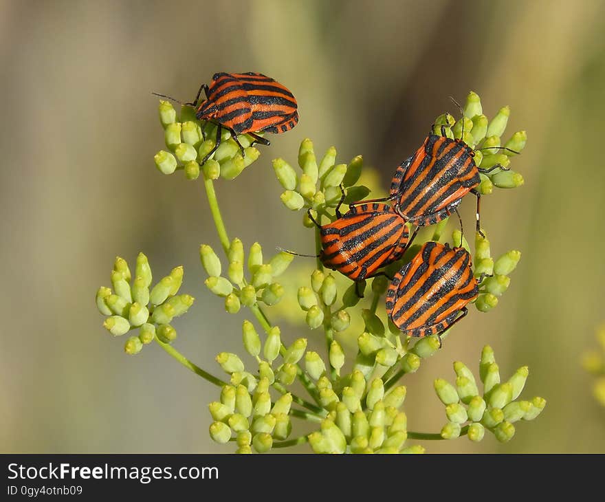 Butterfly, Insect, Moths And Butterflies, Brush Footed Butterfly