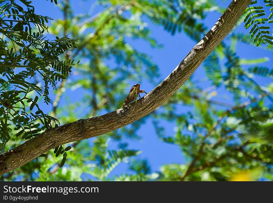 Tree, Fauna, Ecosystem, Branch