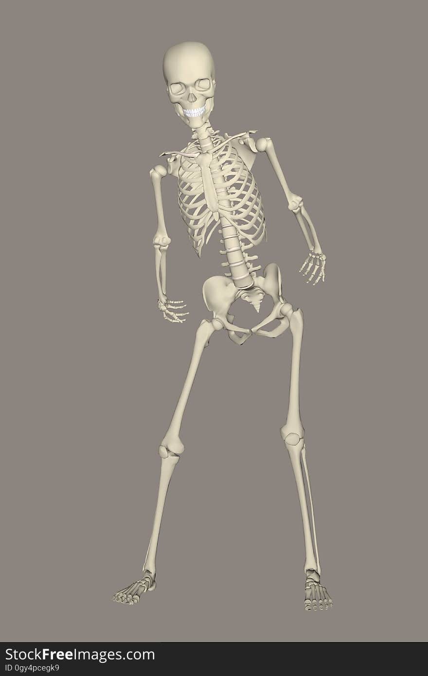 Skeleton, Joint, Standing, Shoulder