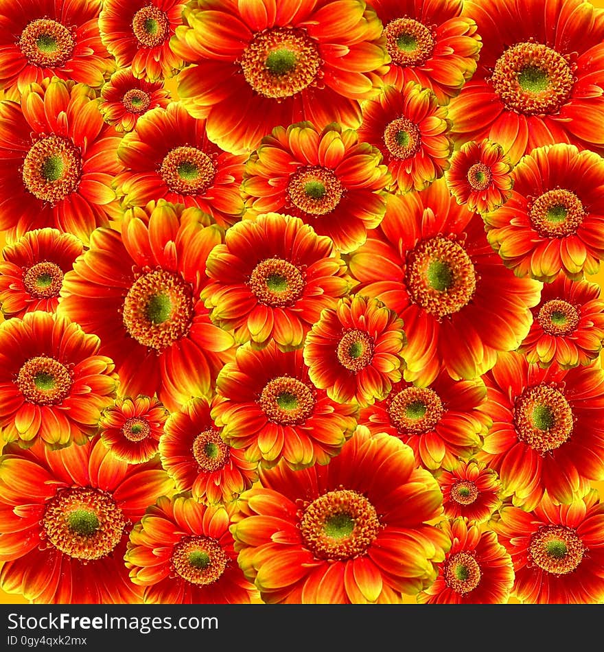 Flower, Gerbera, Chrysanths, Blanket Flowers