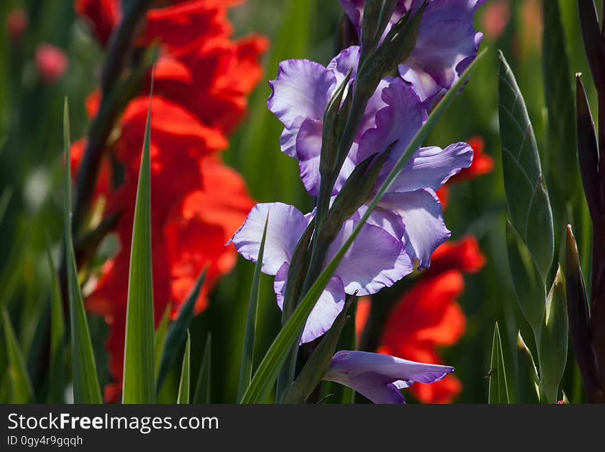 Flower, Plant, Flora, Flowering Plant