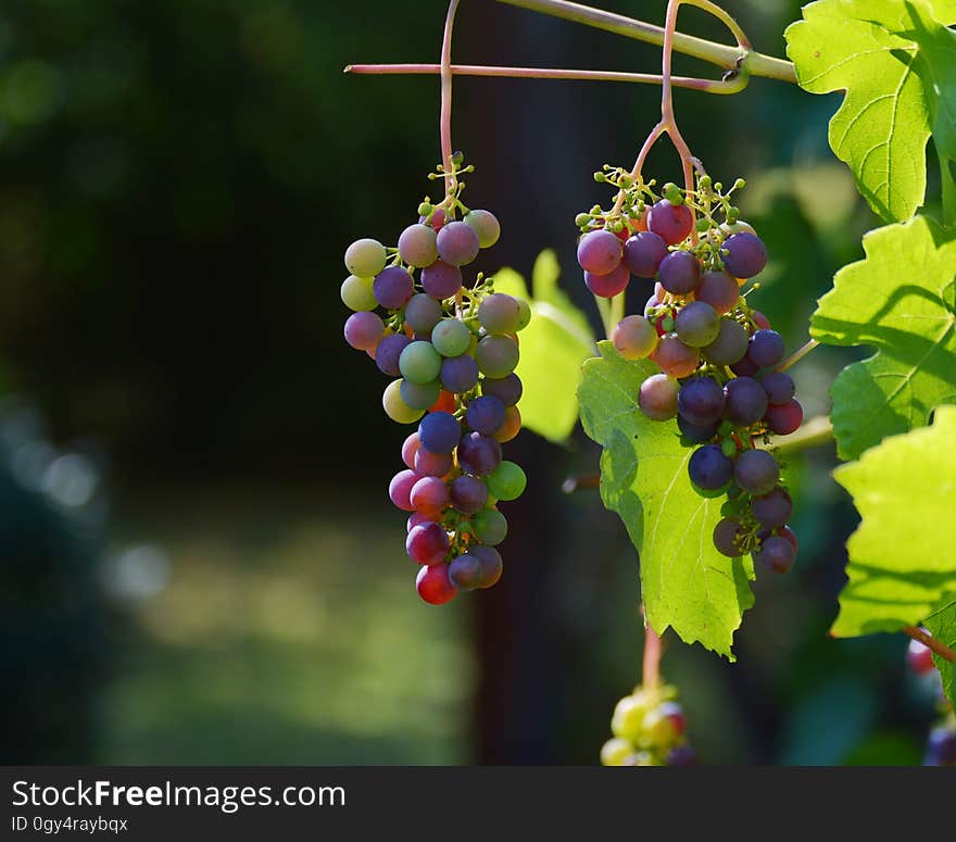 Grape, Grapevine Family, Fruit, Seedless Fruit