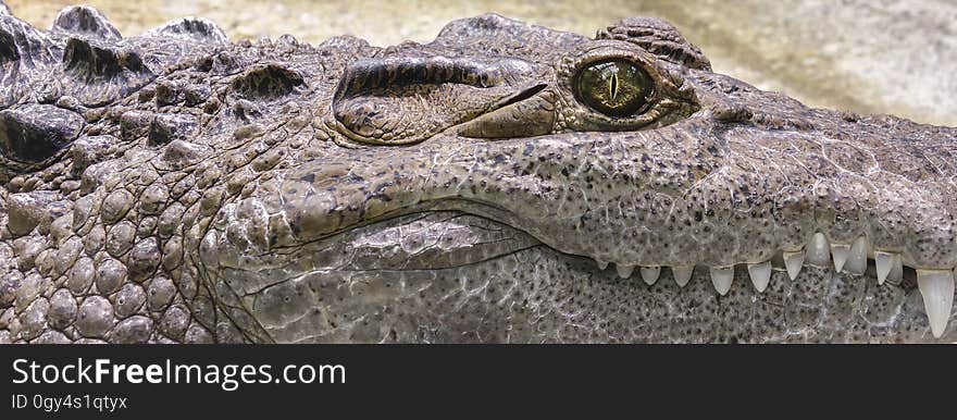 Crocodilia, Crocodile, Reptile, American Alligator