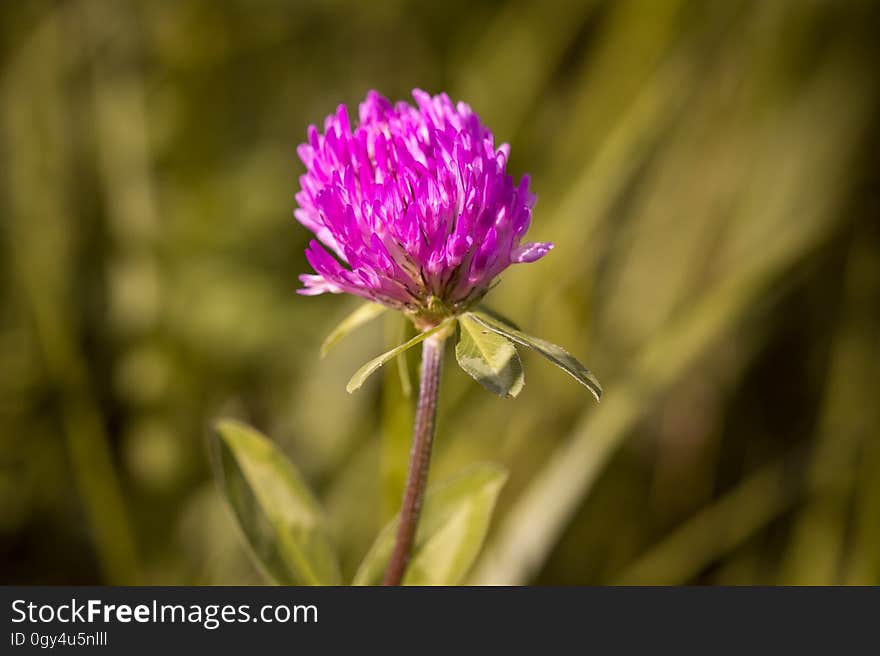 Flower, Plant, Flora, Close Up