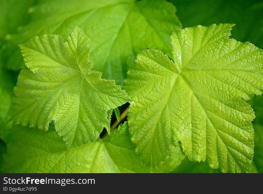 Leaf, Vegetation, Grape Leaves, Plant