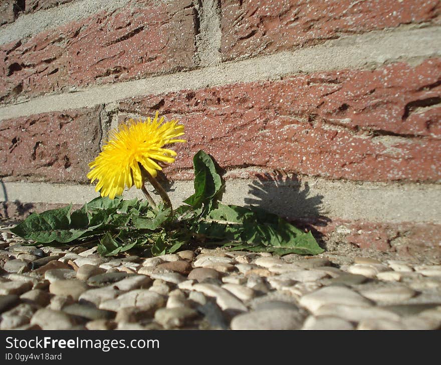 Flower, Yellow, Flora, Plant