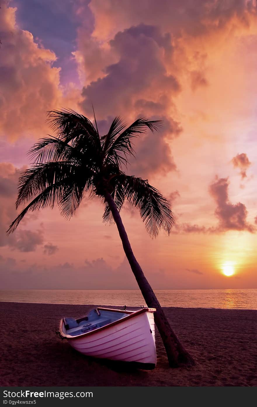 Sky, Sunset, Sea, Palm Tree