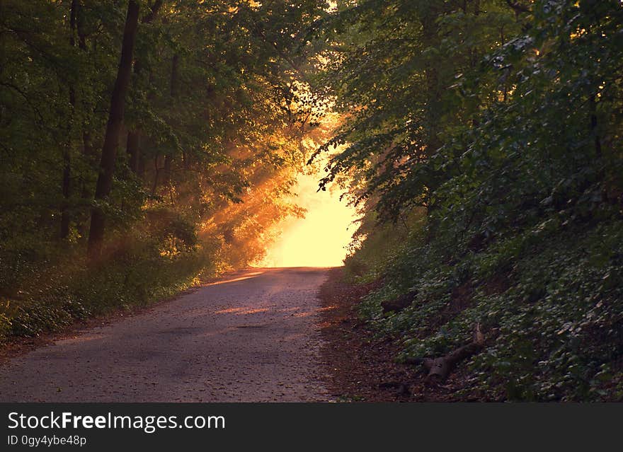 Nature, Forest, Wilderness, Vegetation