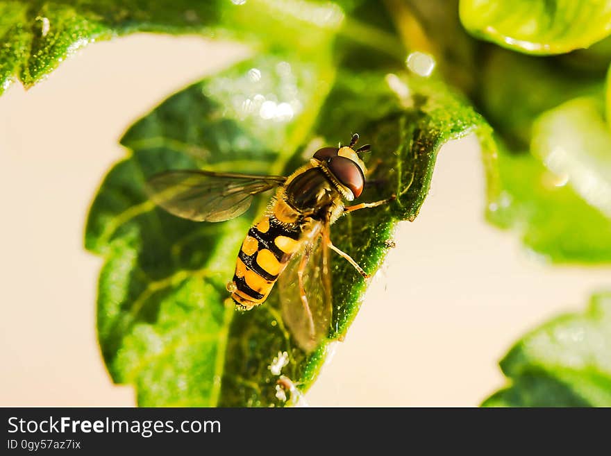 Insect, Bee, Membrane Winged Insect, Invertebrate