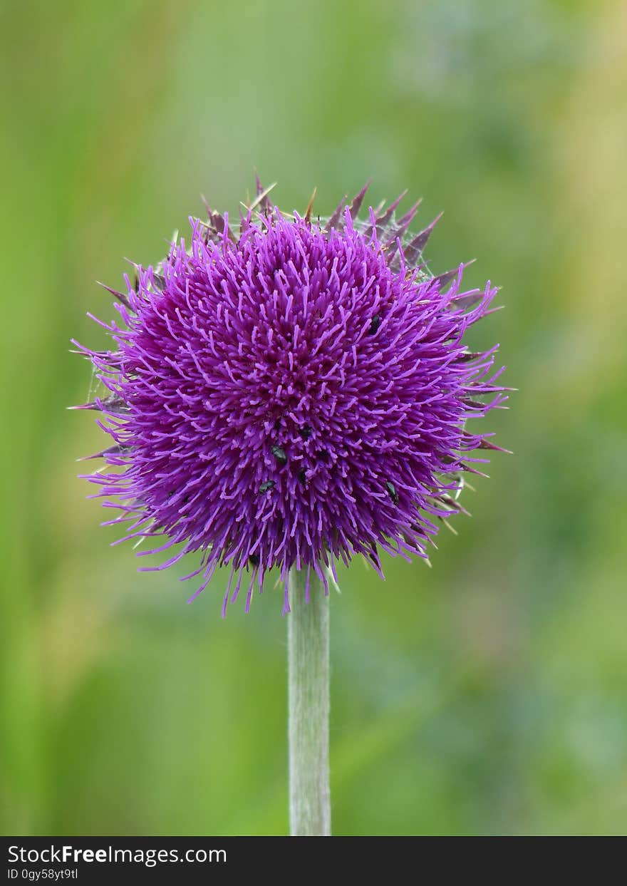 Silybum, Thistle, Plant, Purple