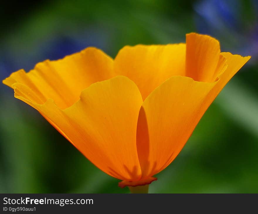 Flower, Eschscholzia Californica, Wildflower, Yellow