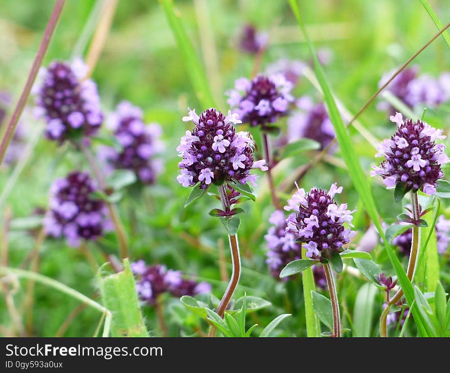 Plant, Flower, Flora, Breckland Thyme