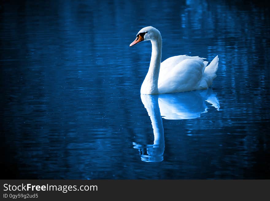 Swan, Reflection, Water, Water Bird