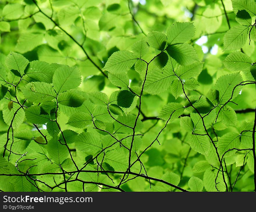 Green, Leaf, Vegetation, Flora