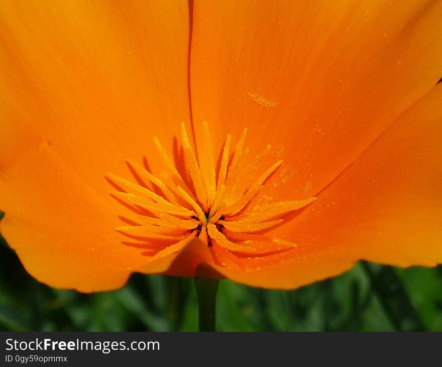 Flower, Orange, Wildflower, Eschscholzia Californica