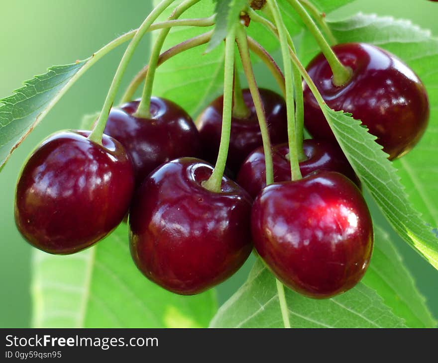 Natural Foods, Cherry, Fruit, Produce