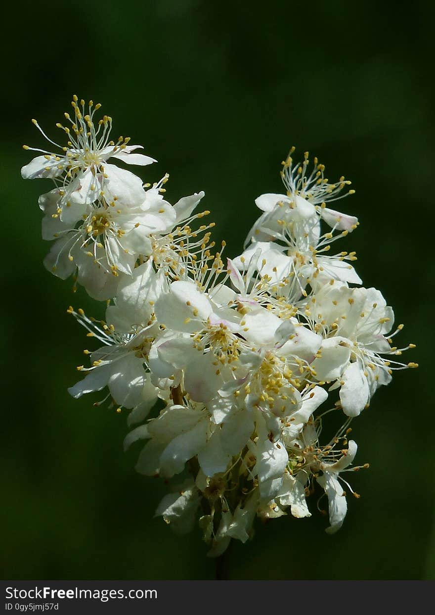 White, Flora, Plant, Meadowsweet