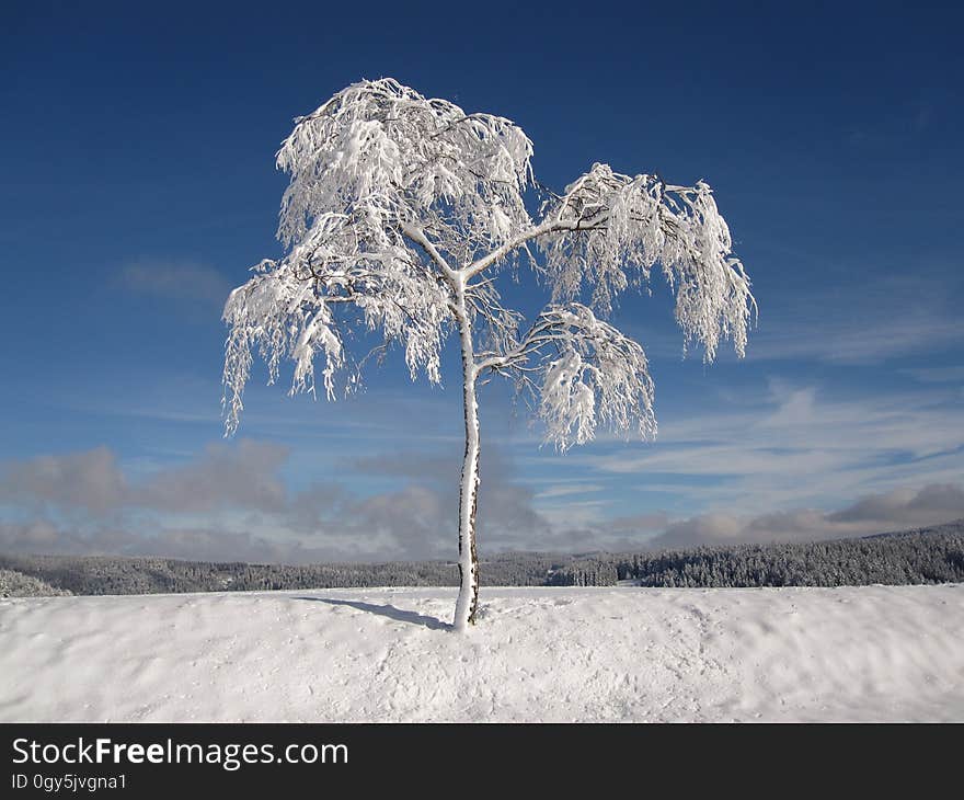 Winter, Sky, Snow, Freezing