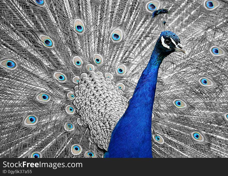 Peafowl, Feather, Galliformes, Organism