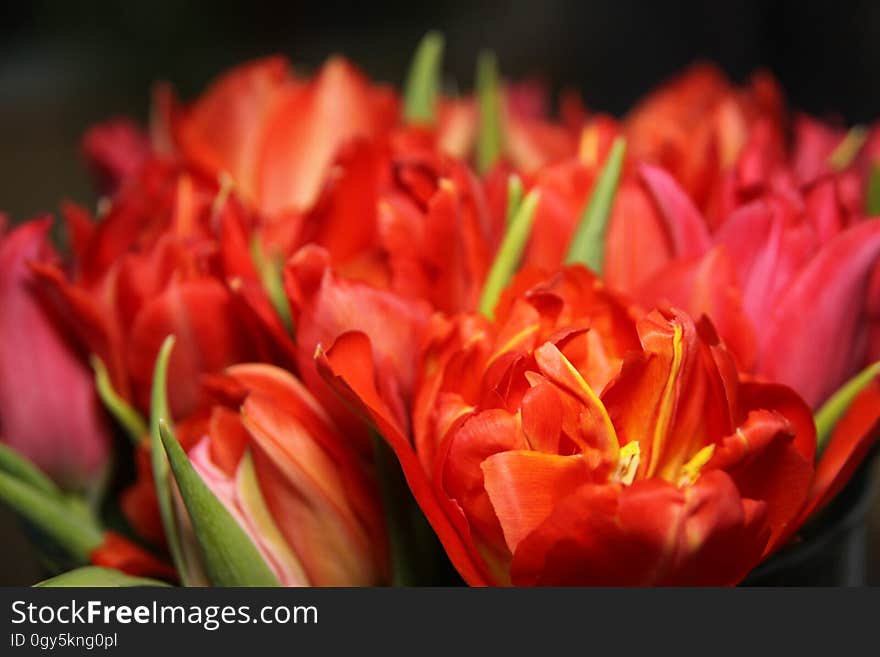 Flower, Flowering Plant, Petal, Close Up