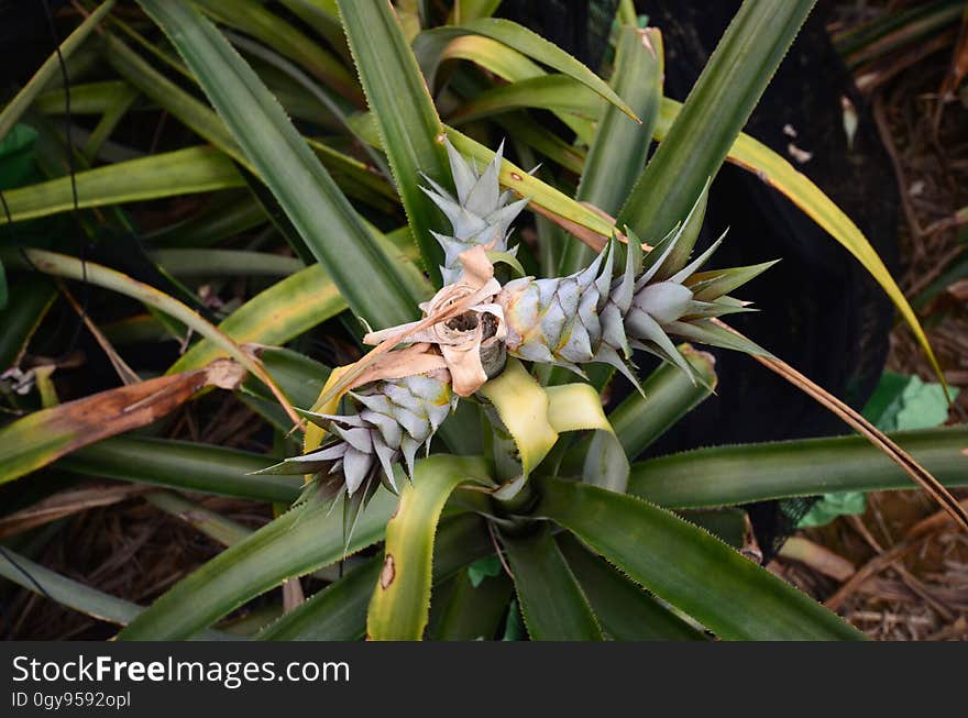 Plant, Flower, Leaf, Terrestrial plant, Arecales, Grass