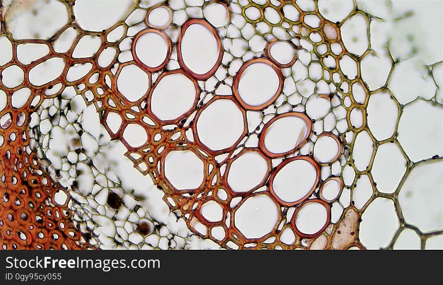 cross section: Helianthus stem magnification: 400x. cross section: Helianthus stem magnification: 400x