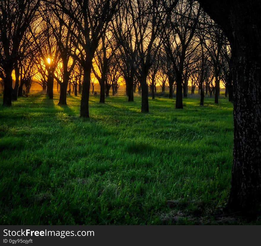 Field of trees at sunset in Central Texas. Field of trees at sunset in Central Texas.