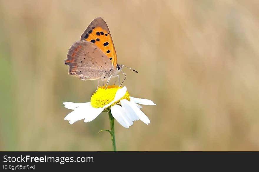 Close Photography of Orange and Brown Butterfly on White Daisy during Daytime