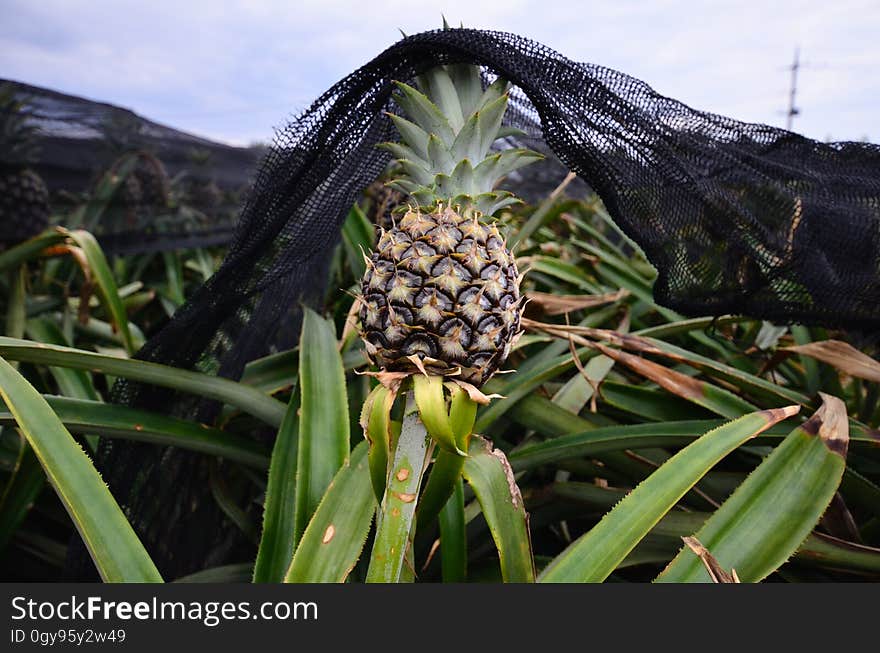 Pineapple, Plant, Sky, Food, Ananas, Fruit