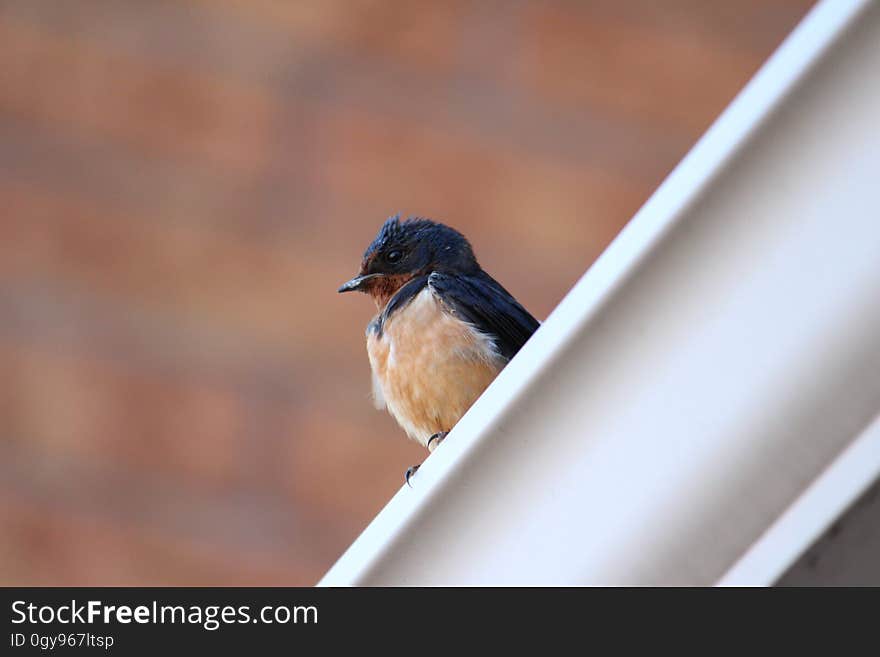 Portrait of small songbird perched on house gutter on sunny day. Portrait of small songbird perched on house gutter on sunny day.