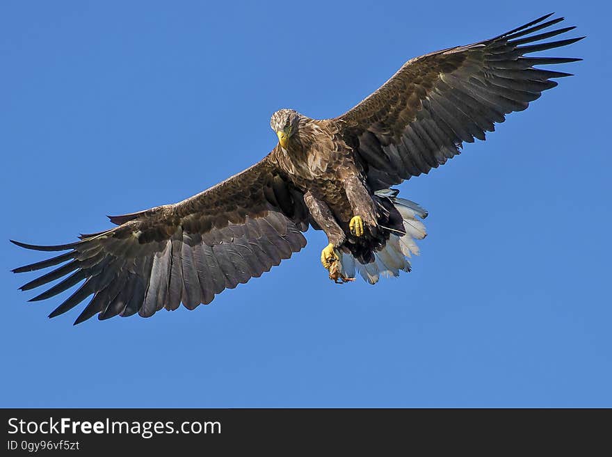 Flying Bird during Day