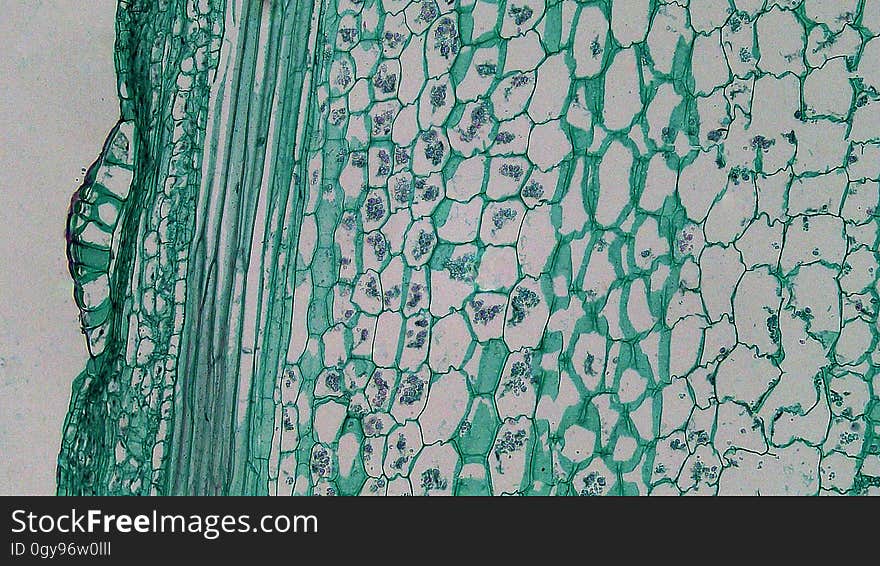 long section: Cucurbita stem magnification: 100x The epidermis is usually single layered with an outer cuticle and multicellular trichomes. The cortex consists of a conspicuous hypodermis of parenchyma cells with collections of collenchyma cells at the stem ridges. The deepest layer of the cortex is marked by a starch sheath &#x28;large barrel-shaped cells contain starch granules&#x29;. long section: Cucurbita stem magnification: 100x The epidermis is usually single layered with an outer cuticle and multicellular trichomes. The cortex consists of a conspicuous hypodermis of parenchyma cells with collections of collenchyma cells at the stem ridges. The deepest layer of the cortex is marked by a starch sheath &#x28;large barrel-shaped cells contain starch granules&#x29;.