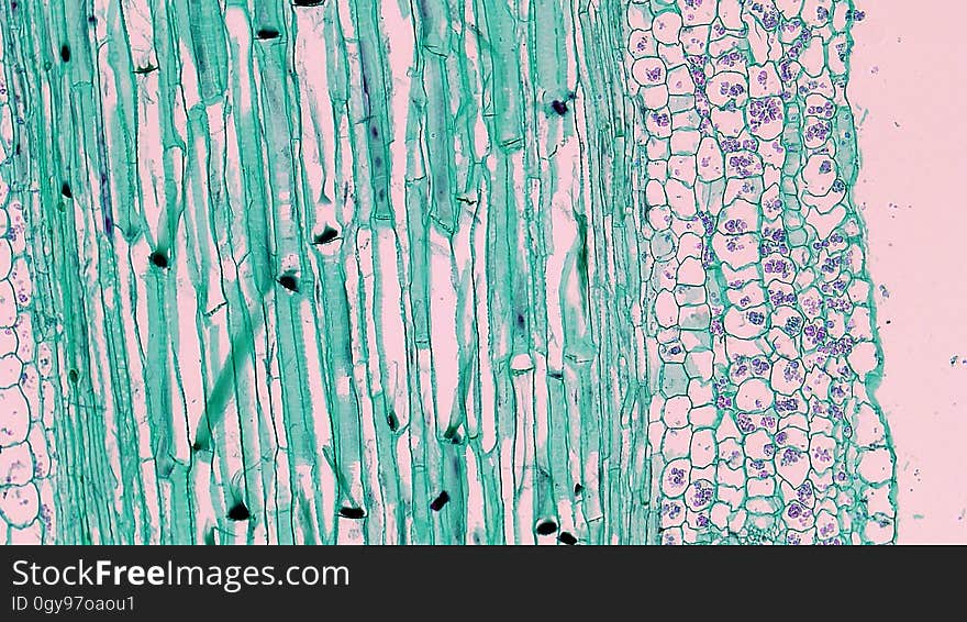 long section: Cucurbita stem magnification: 100x Phloem consists of large clear sieve tubes with pitted cell walls and sieve plates and small narrow green stained companion cells. Many sieve plates have deposits of a mucoid p-protein that forms as part of the trauma response in injured phloem. Between the xylem and phloem are a few regularly arranged layers of elongated cambium cells. long section: Cucurbita stem magnification: 100x Phloem consists of large clear sieve tubes with pitted cell walls and sieve plates and small narrow green stained companion cells. Many sieve plates have deposits of a mucoid p-protein that forms as part of the trauma response in injured phloem. Between the xylem and phloem are a few regularly arranged layers of elongated cambium cells.