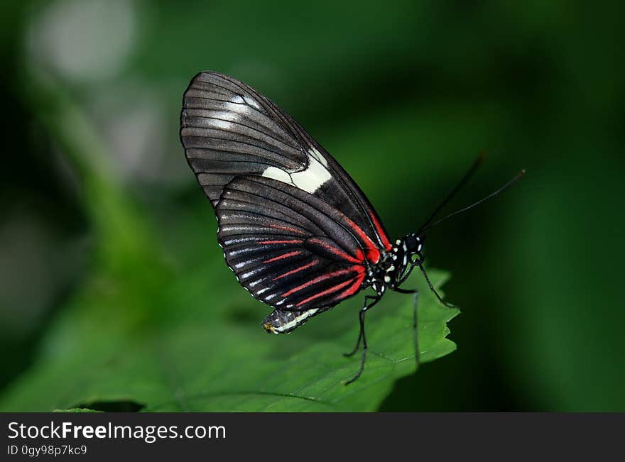 Black and Red Butterfly on Green Leaf