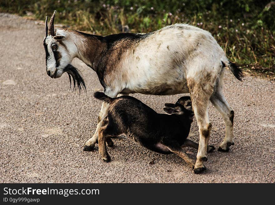 A goat nursing a kid outdoors. A goat nursing a kid outdoors.