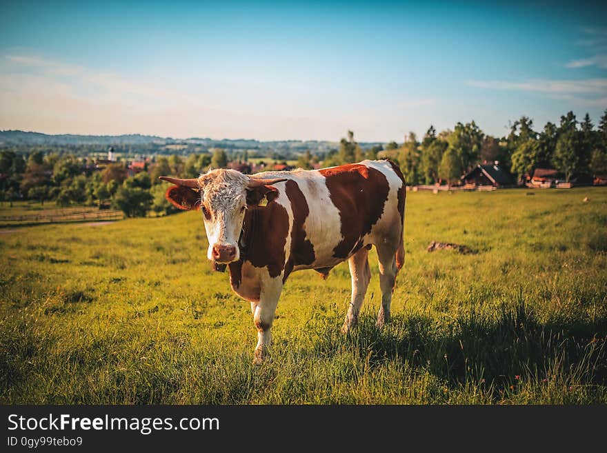 A brown and white cow on a green pasture. A brown and white cow on a green pasture.