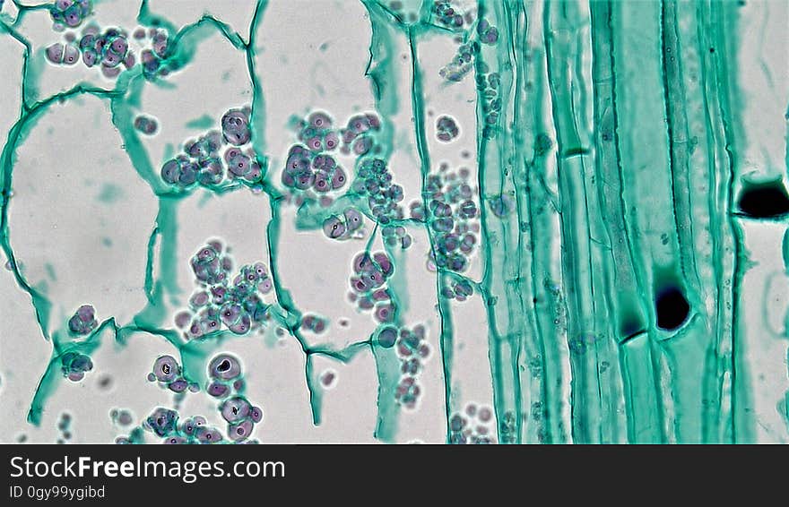 long section: Cucurbita stem magnification: 400x The epidermis is usually single layered with an outer cuticle and multicellular trichomes. Phloem consists of large clear sieve tubes with pitted cell walls and sieve plates and small narrow green stained companion cells. Many sieve plates have deposits of a mucoid p-protein that forms as part of the trauma response in injured phloem. Between the xylem and phloem are a few regularly arranged layers of elongated cambium cells. long section: Cucurbita stem magnification: 400x The epidermis is usually single layered with an outer cuticle and multicellular trichomes. Phloem consists of large clear sieve tubes with pitted cell walls and sieve plates and small narrow green stained companion cells. Many sieve plates have deposits of a mucoid p-protein that forms as part of the trauma response in injured phloem. Between the xylem and phloem are a few regularly arranged layers of elongated cambium cells.