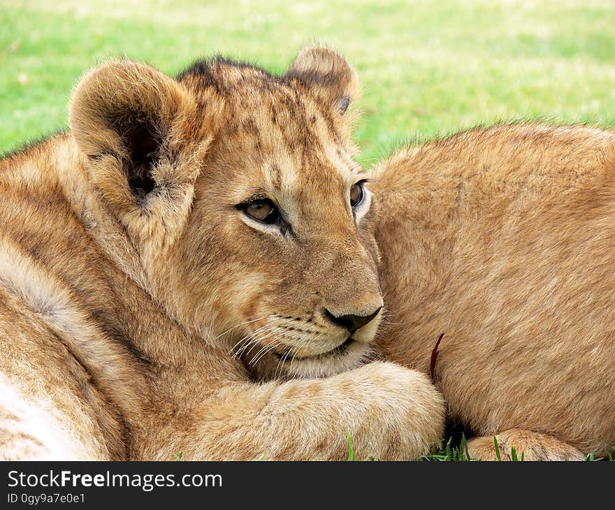 Photo of Lioness