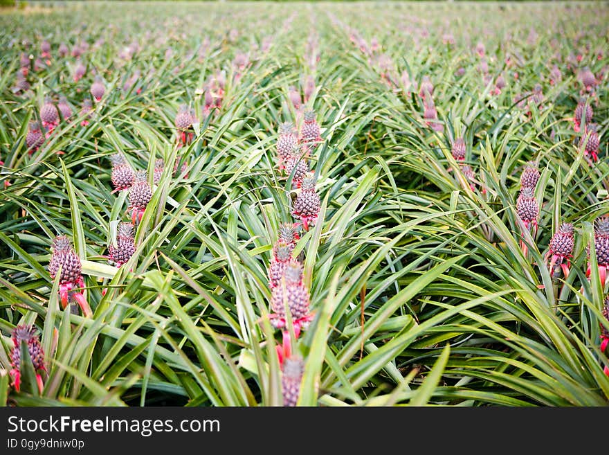 Flower, Plant, Terrestrial plant, Grass, Shrub, Groundcover