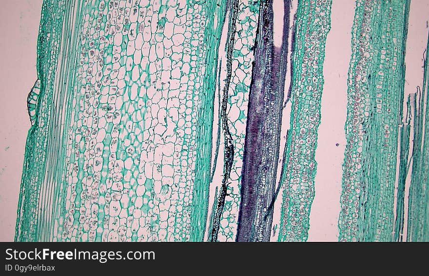 long section: Cucurbita stem magnification: 40x The epidermis is usually single layered with an outer cuticle and multicellular trichomes. The cortex consists of a conspicuous hypodermis of parenchyma cells with collections of collenchyma cells at the stem ridges. The deepest layer of the cortex is marked by a starch sheath &#x28;large barrel-shaped cells contain starch granules&#x29;. Bicollateral vascular bundles have two zones of phloem and two zones of cambium on either side of the central xylem with outer facing tissues more heavily developed. The sequence of tissues in the bicollateral vascular bundle is outer phloem, outer cambium, xylem, inner cambium and inner phloem with outer more heavily developed. Walls of xylem vessels have lignin free pits and lignin thickenings that form rings, spirals, networks and solid blocks. Phloem consists of large clear sieve tubes with pitted cell walls and sieve plates and small narrow green stained companion cells. Many sieve plates have deposits of a mucoid p-protein that forms as part of the trauma response in injured phloem. Between the xylem and phloem are a few regularly arranged layers of elongated cambium cells. long section: Cucurbita stem magnification: 40x The epidermis is usually single layered with an outer cuticle and multicellular trichomes. The cortex consists of a conspicuous hypodermis of parenchyma cells with collections of collenchyma cells at the stem ridges. The deepest layer of the cortex is marked by a starch sheath &#x28;large barrel-shaped cells contain starch granules&#x29;. Bicollateral vascular bundles have two zones of phloem and two zones of cambium on either side of the central xylem with outer facing tissues more heavily developed. The sequence of tissues in the bicollateral vascular bundle is outer phloem, outer cambium, xylem, inner cambium and inner phloem with outer more heavily developed. Walls of xylem vessels have lignin free pits and lignin thickenings that form rings, spirals, networks and solid blocks. Phloem consists of large clear sieve tubes with pitted cell walls and sieve plates and small narrow green stained companion cells. Many sieve plates have deposits of a mucoid p-protein that forms as part of the trauma response in injured phloem. Between the xylem and phloem are a few regularly arranged layers of elongated cambium cells.