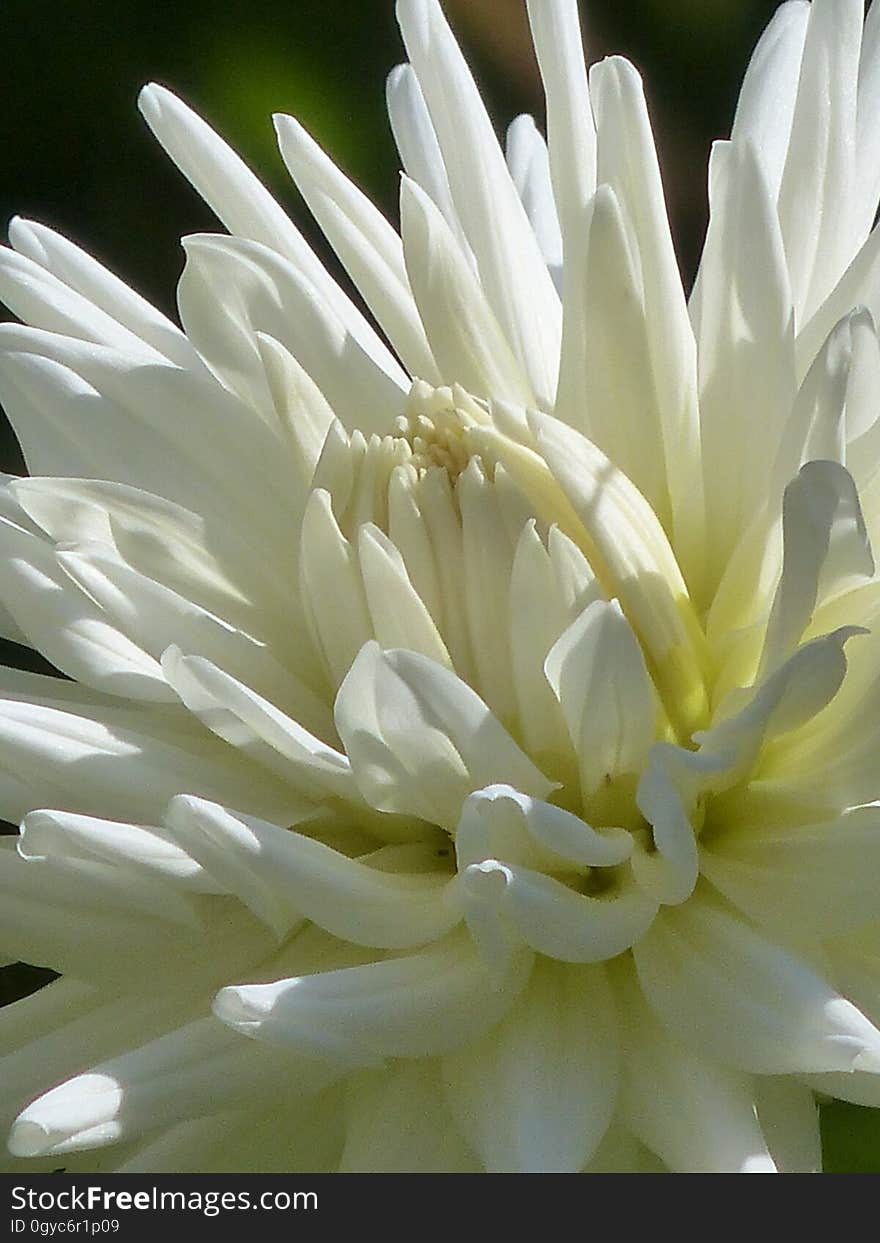 Flower, White, Plant, Petal