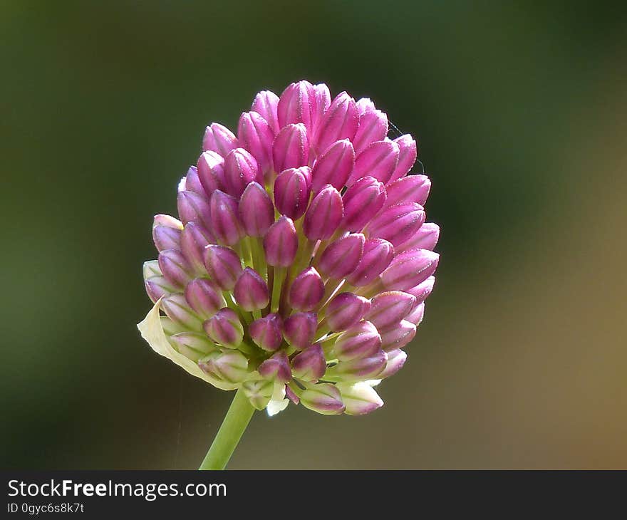 Flower, Flora, Plant, Macro Photography