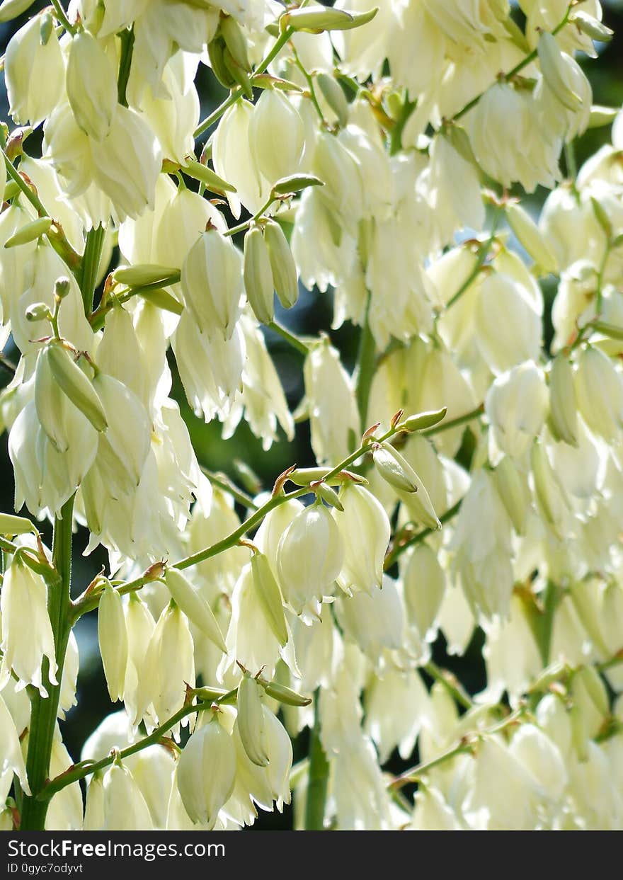 Flower, Plant, Spring, Flora