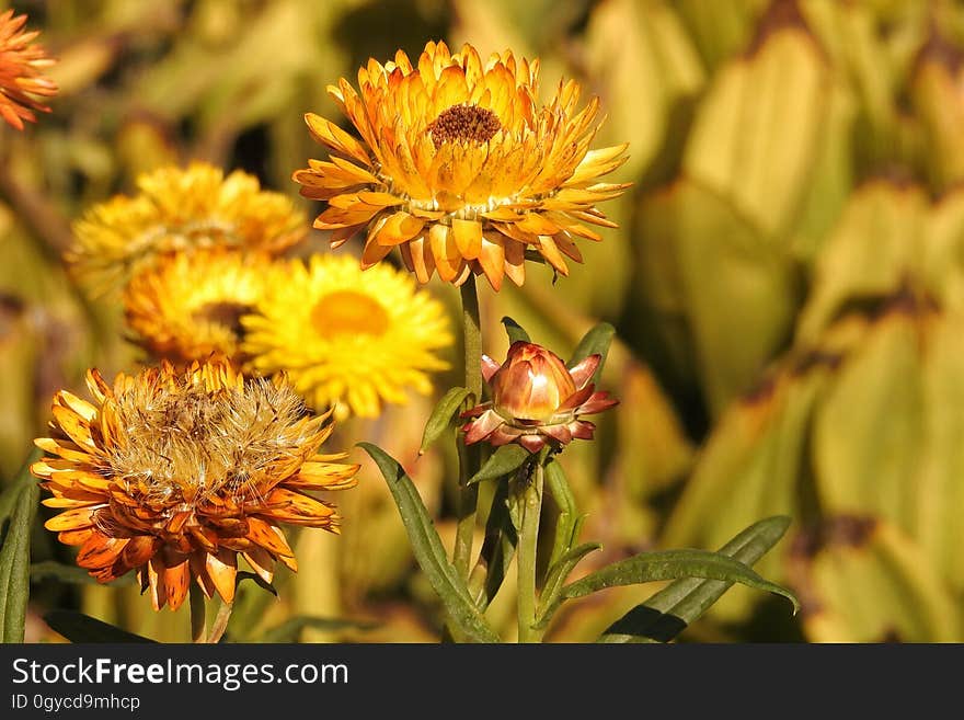 Flower, Vegetation, Flora, Wildflower