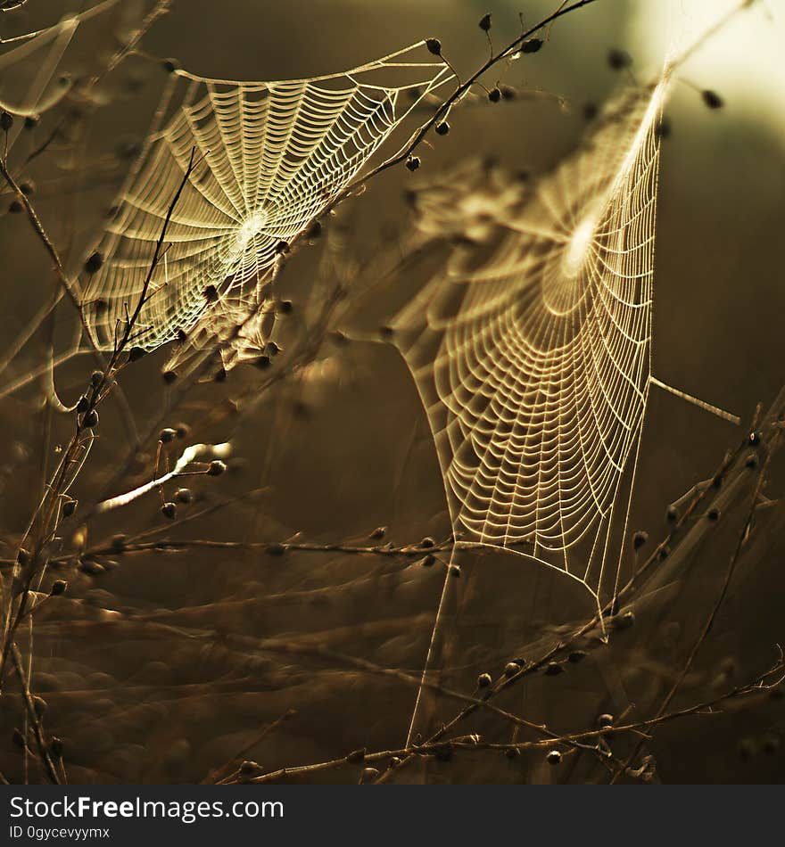 Spider Web, Water, Moisture, Morning