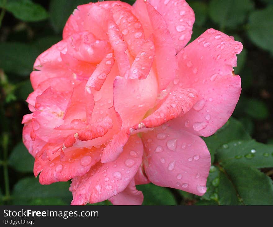 Flower, Rose Family, Rose, Floribunda