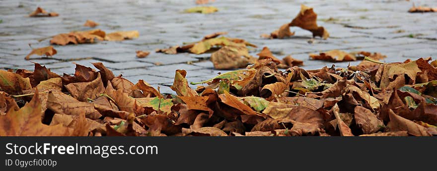 Leaf, Soil, Autumn, Wildlife