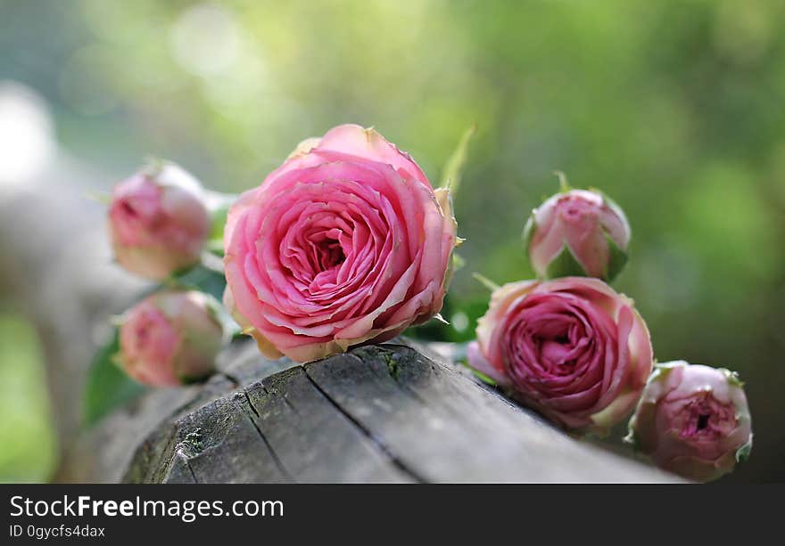 Flower, Pink, Rose, Rose Family