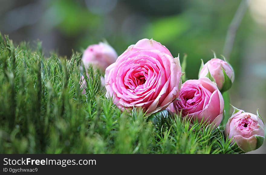 Flower, Pink, Rose Family, Rose