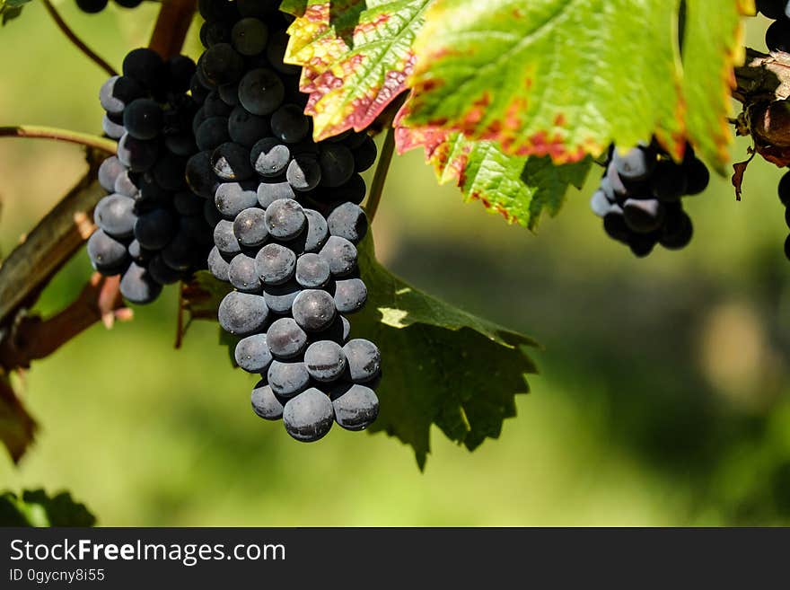 Grape, Fruit, Grapevine Family, Vitis